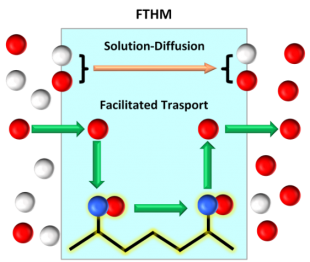 Different Transport mechanism inside a FT membrane